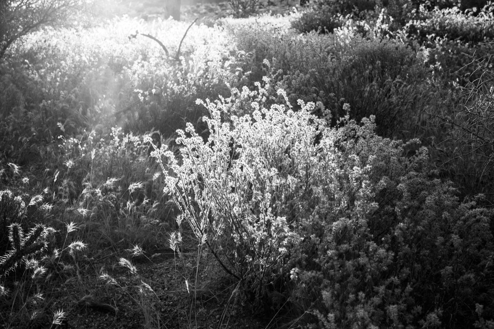 JY_Web_Flora_7.jpg