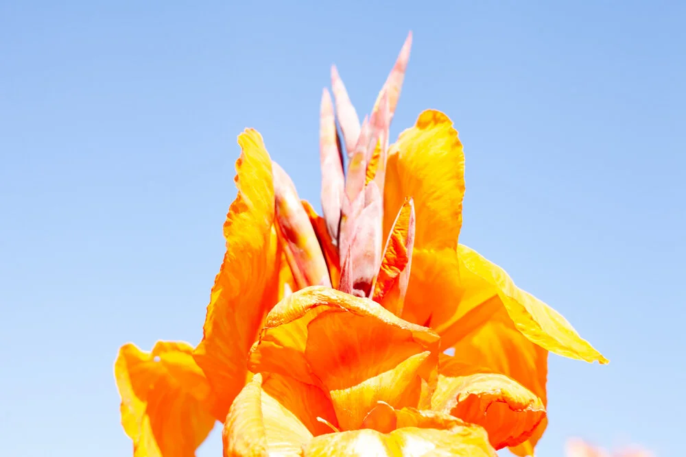 orange_flower.jpg