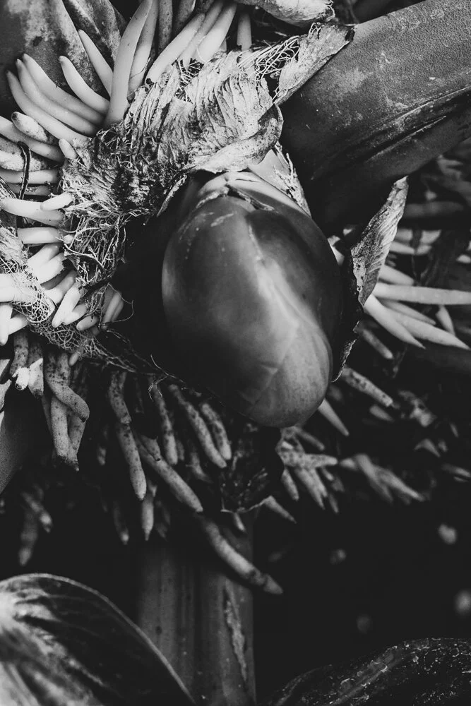 plant_bud.jpg