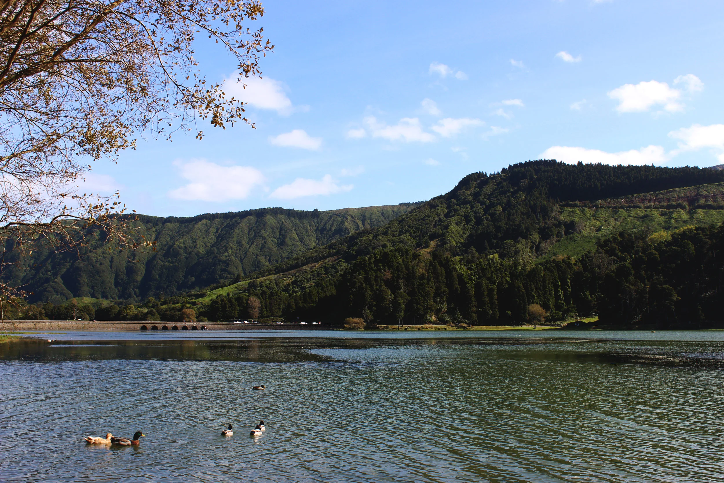 IMG_4256pse.jpg