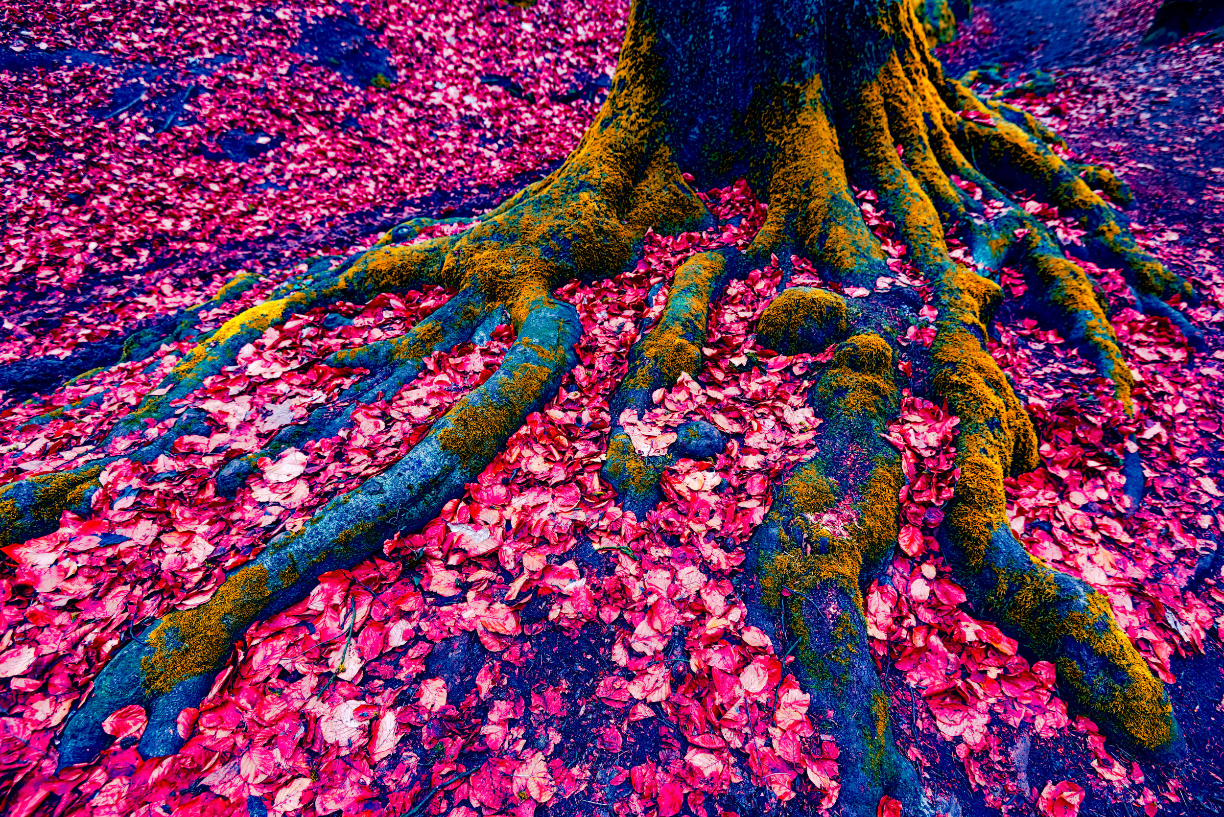 Tree Roots
