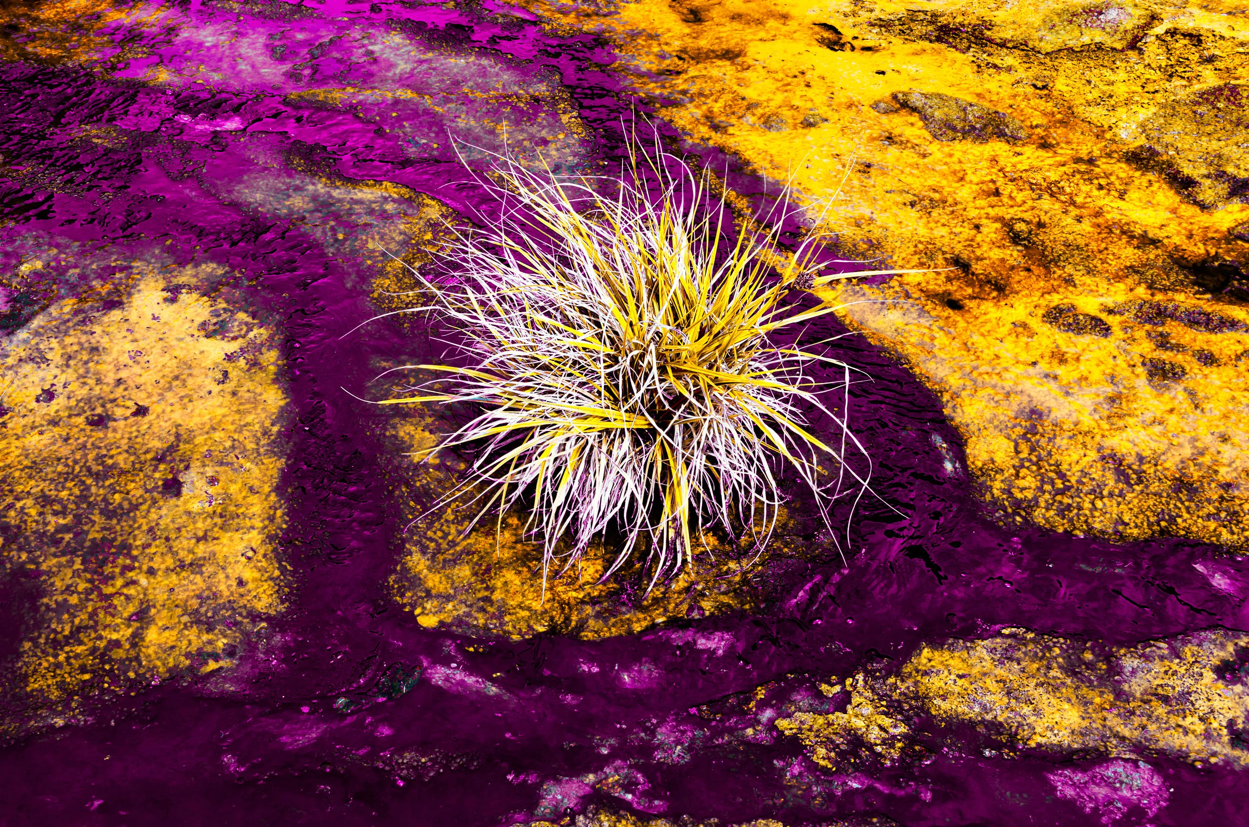 Grass by Purple Water