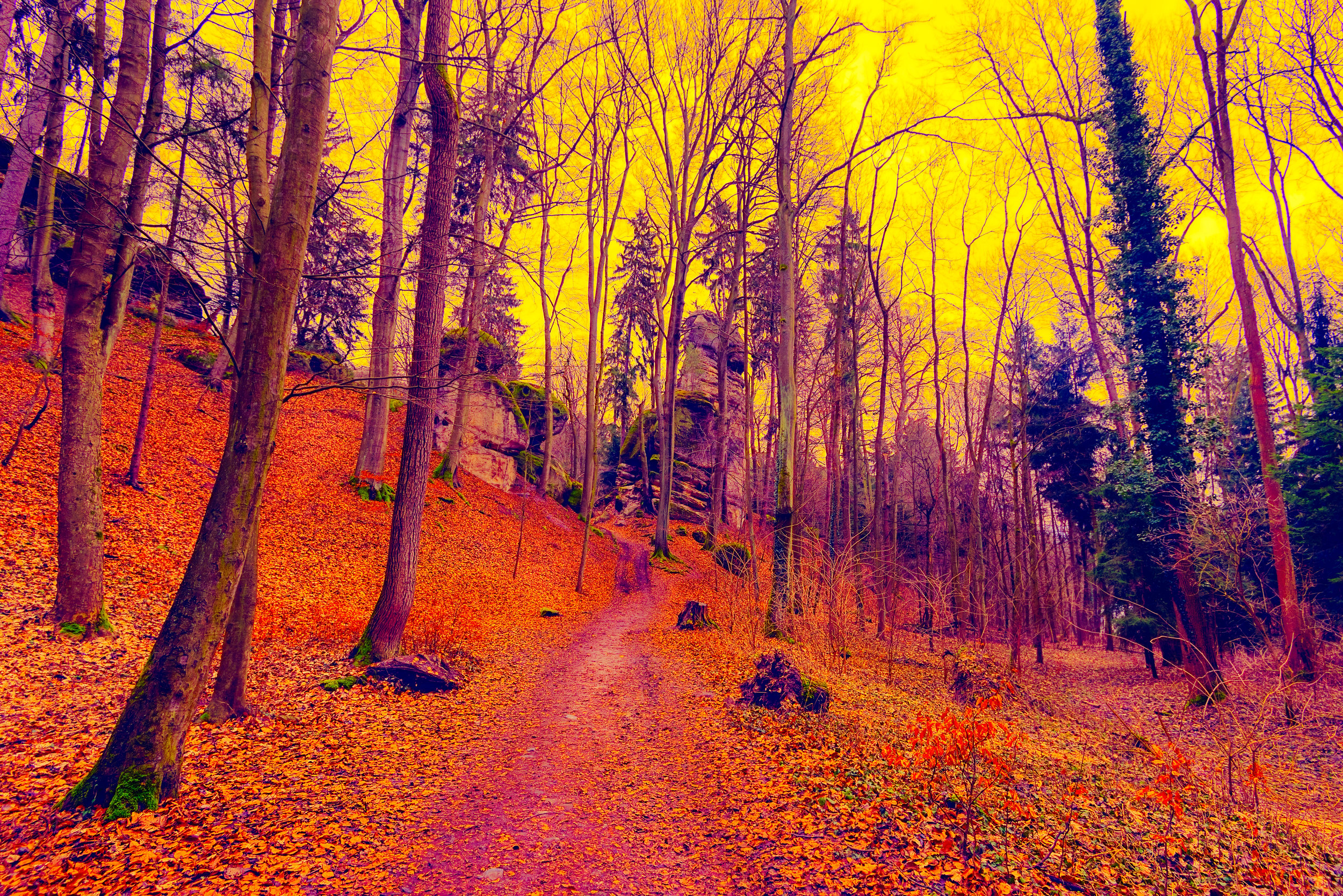 Yellow Forest