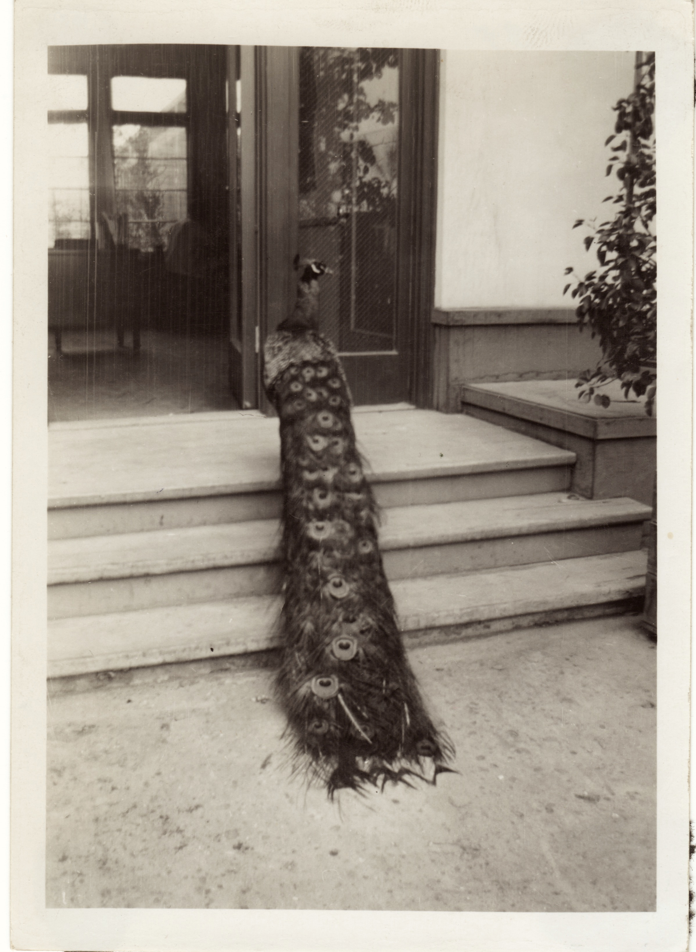 "Peacock near Hall of flowers"