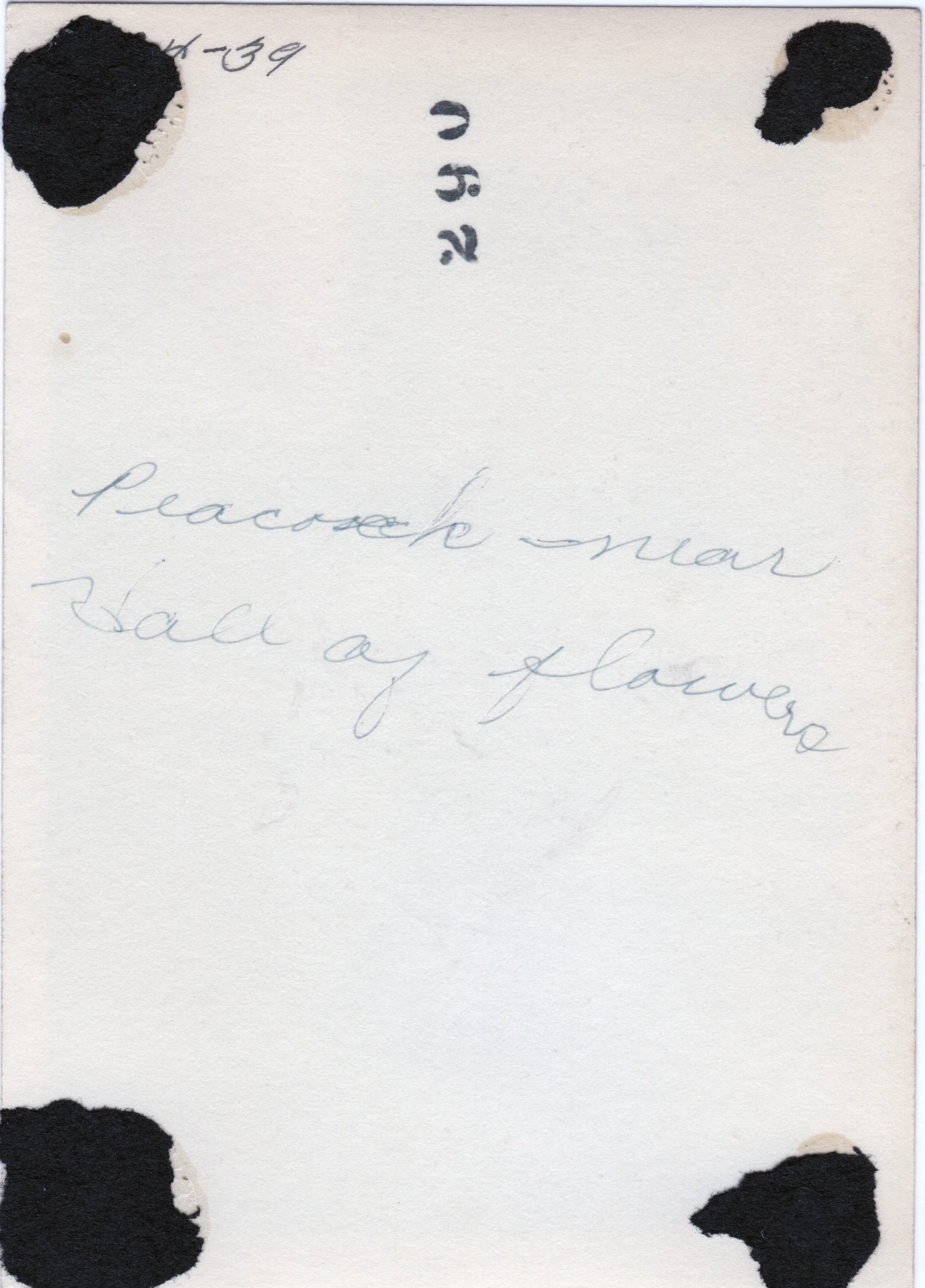 "Peacock near Hall of flowers" (back)