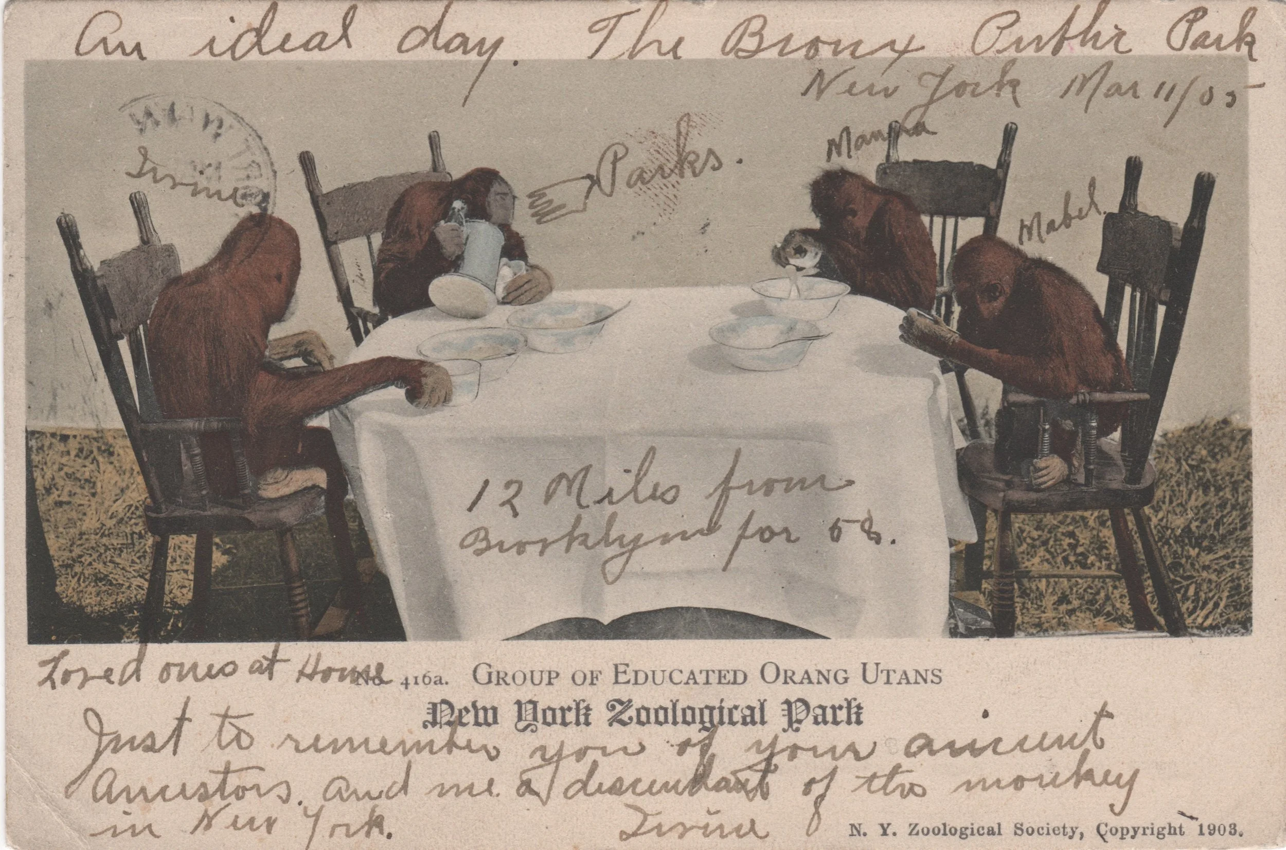 Pic of the Week (#130) - "Group of Educated Orang Utans", the Bronx Zoo, and the Parks Family (Postcard, 1905)