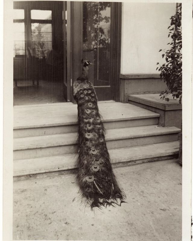 From the Pic of the Week Archives: &quot;Peacock near Hall of flowers&quot; 👉 http://www.psychogenealogist.com/blog/2017/2/24/the-psychogenealogist-pic-of-the-week-8

#California #SanFrancisco #hallofflowers #1950s #foundphoto #peacock #blackandwhit