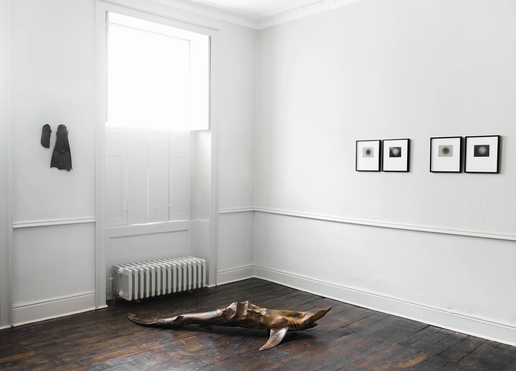 Dorothy Cross - Everest Shark, 2013, Bronze, 28 x 85 x 185 cm  Grace Weir - The history of light (Betelgeuse), c.1374 - 2015, unique gelatin silver photograms and gelatin silver prints