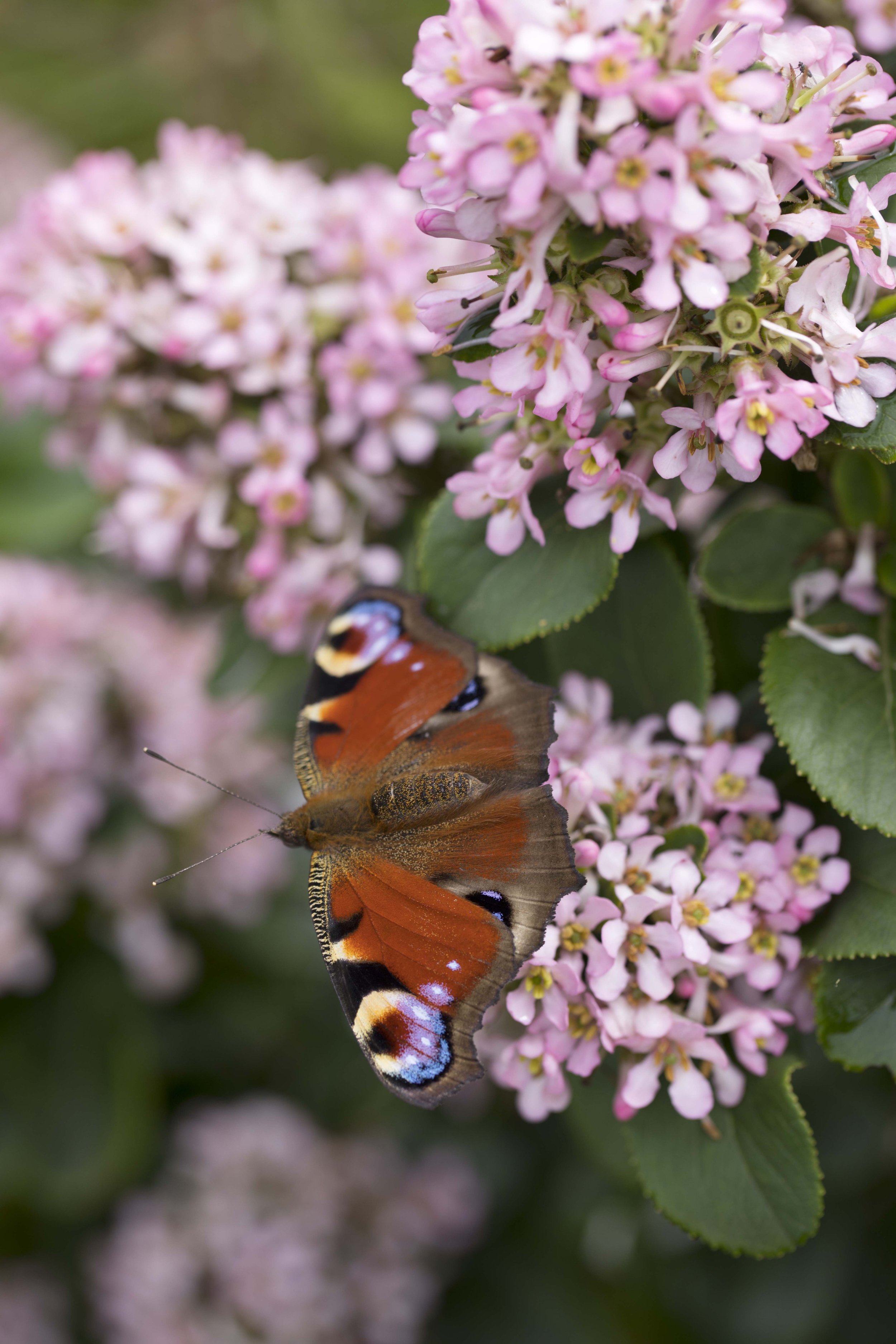 Gravesend Wildlife Garden