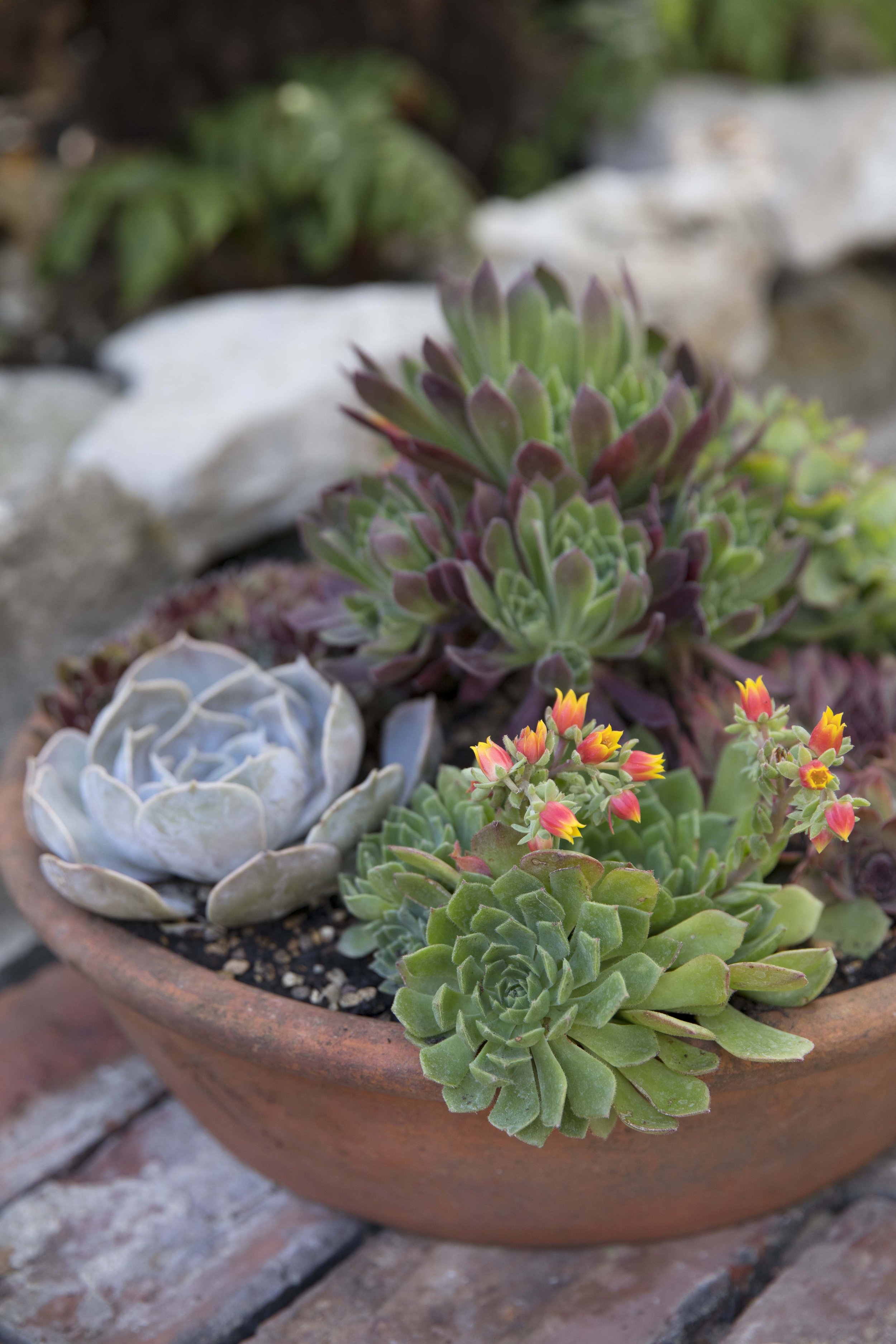 Summer Succulence