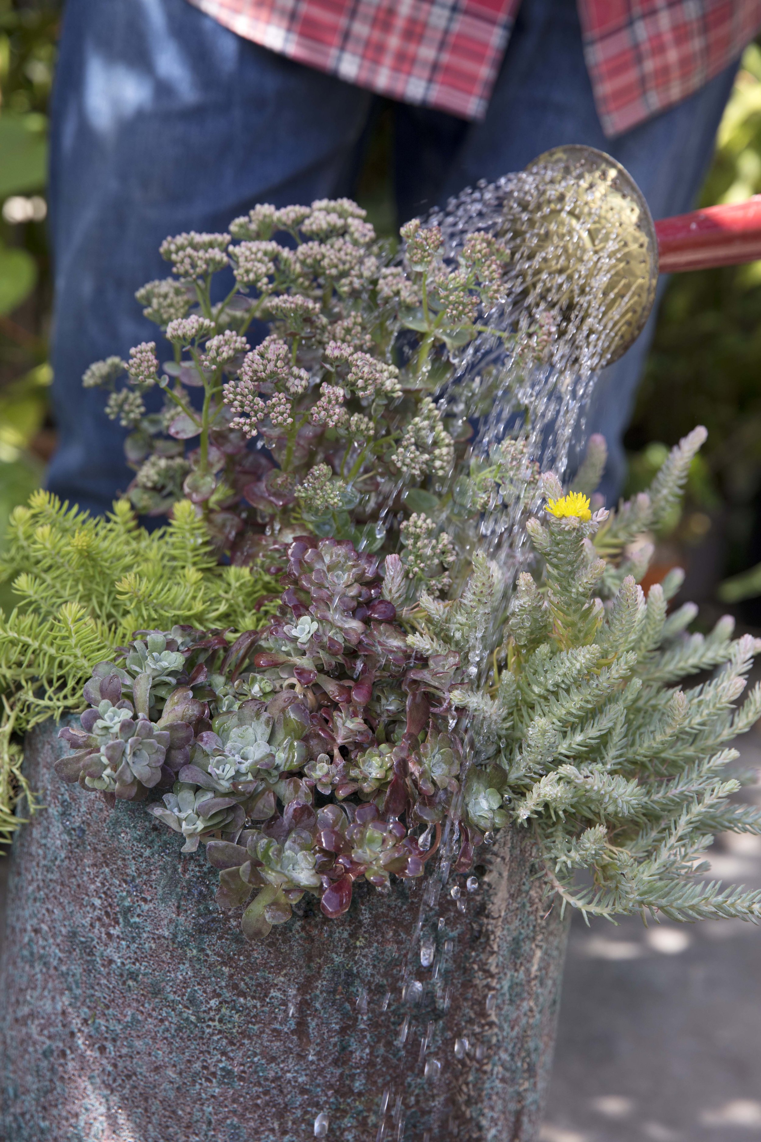 Sedum Spectacular