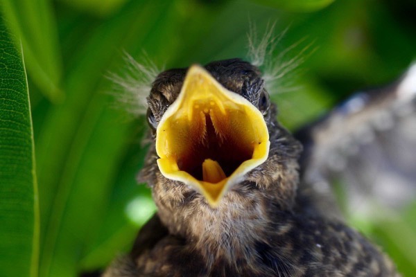 baby bird.jpg