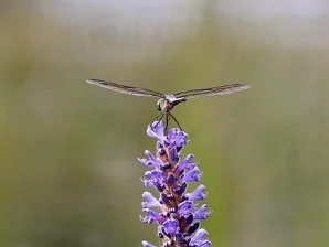 dragon fly.jpg