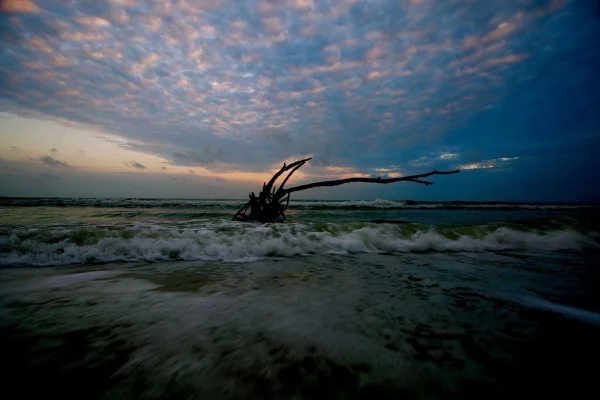 driftwood sunset.jpg