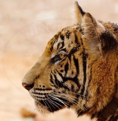 eye of tiger.jpg