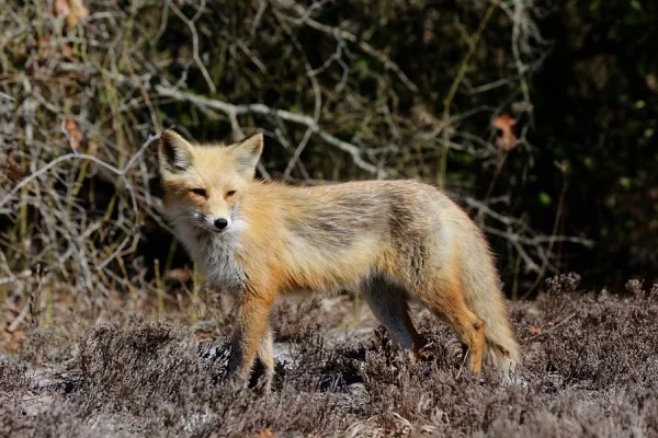 red fox.jpg