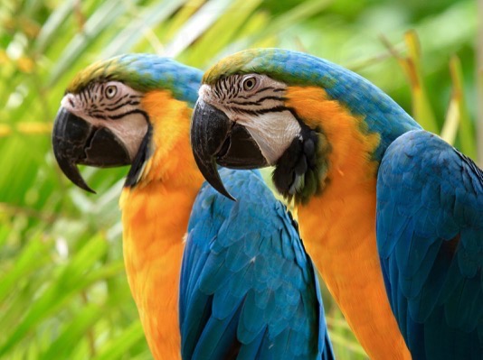 Twin Parrots.jpg