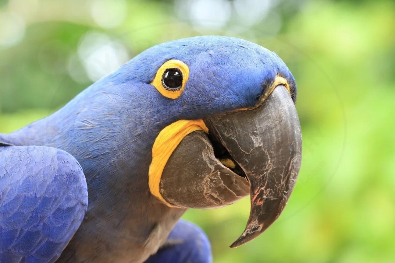 Blue Macaw.jpg