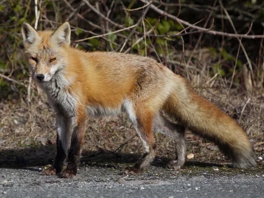 red fox.jpg