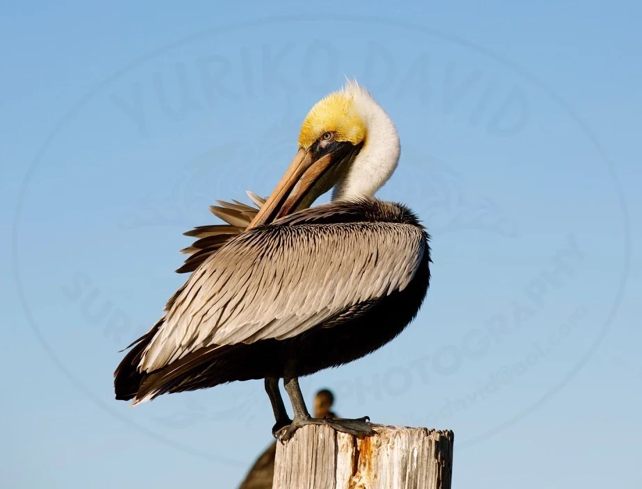 Pelican.jpg
