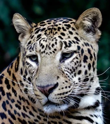 Big cat.jpg