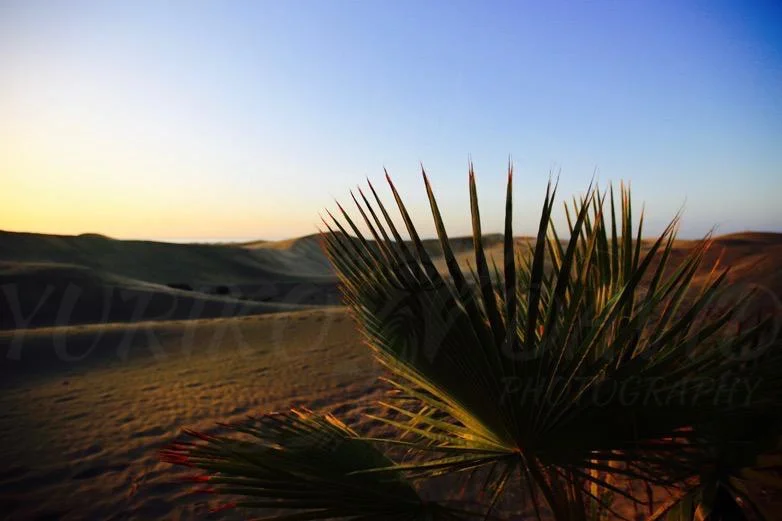 Desert Light