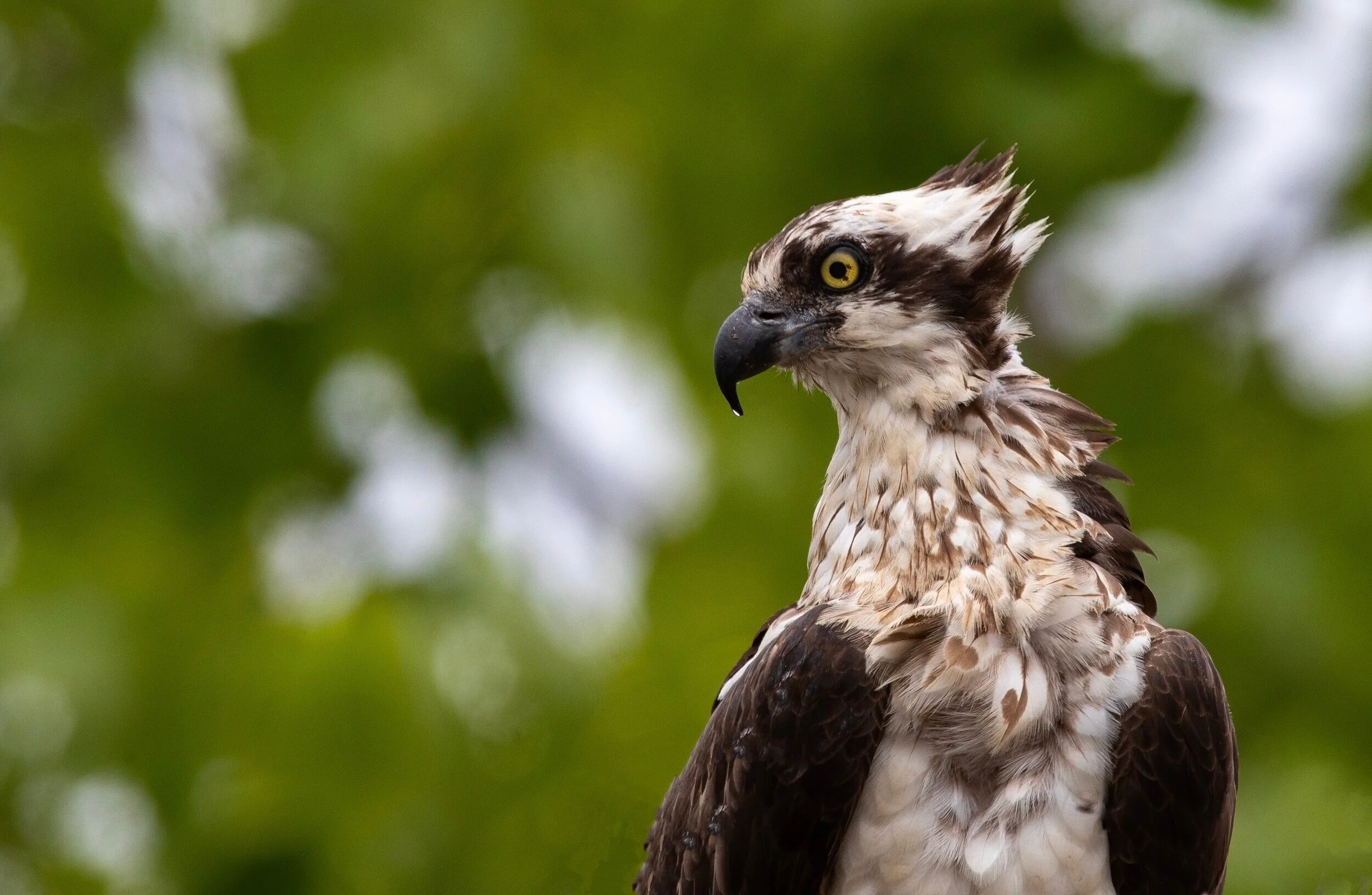 Osprey