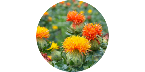 slim-up_safflower-oil.png