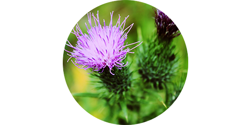 clean-slate_milk-thistle.png