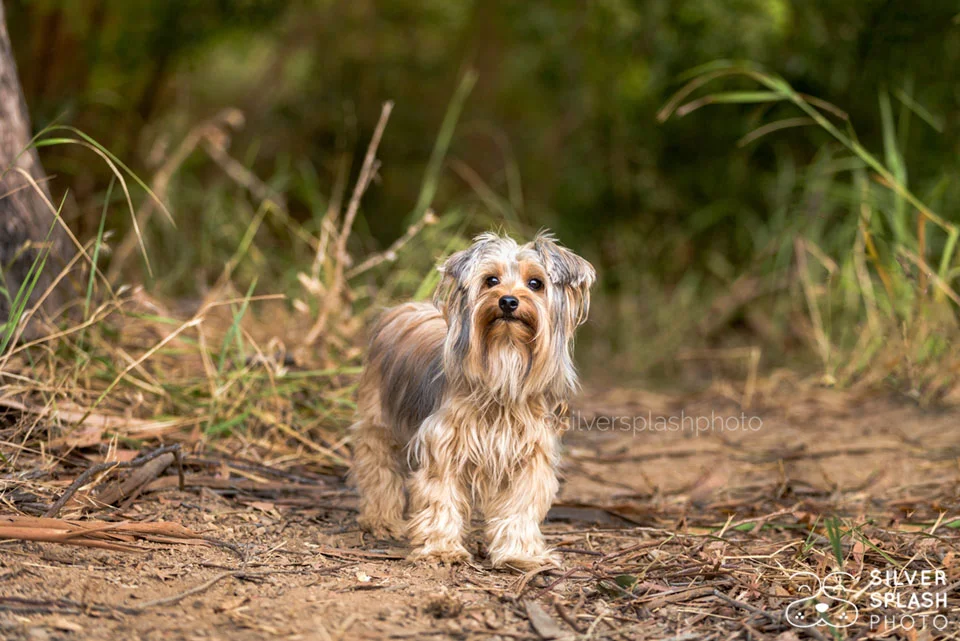 terrier_in_woods.jpg