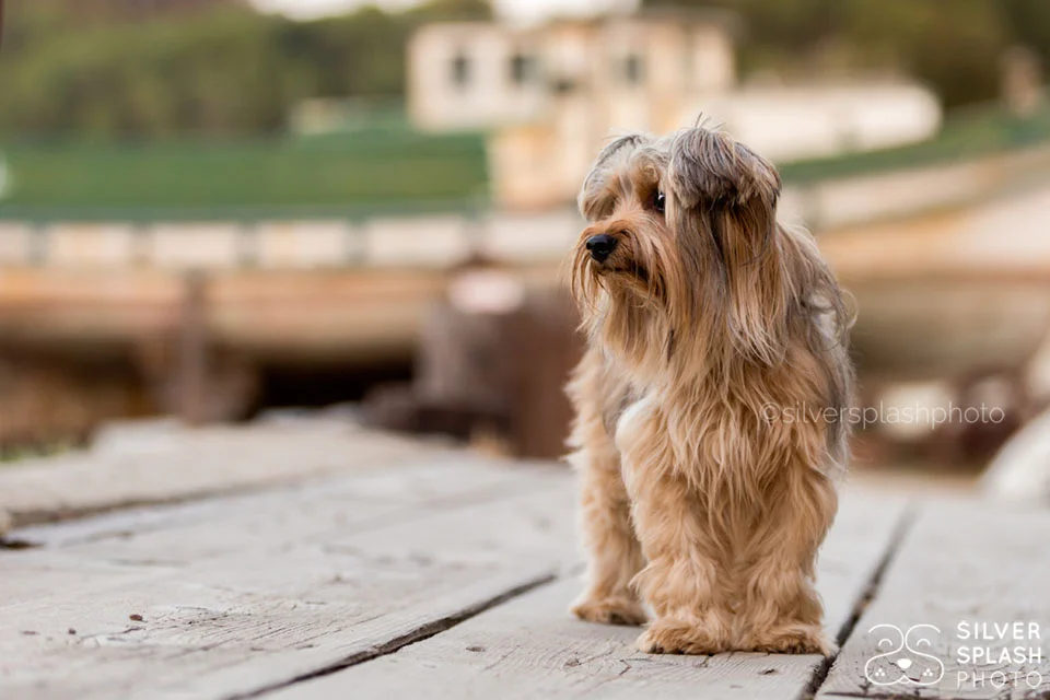 little_dog_boat_dock.jpg
