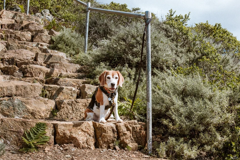 dog-friendly-hikes-marin-headlands.jpg