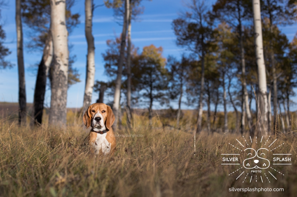 Cricket in an aspen grove taken shortly after sunrise, both beagles were crazy scenting deer and it was a struggle to get their attention! What you can's see is the I ended up securing them to a tie down and removing the leashes & tie down in post processing, photography magic!