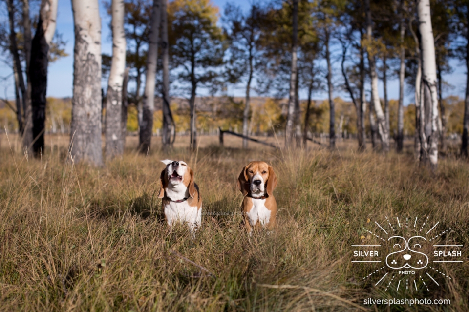 Splash on the left howling, It really was horrid working with two hounds with all the fresh deer scent, lol! What you can't see is the I ended up securing them to a tie down and removing the leashes & tie down in post processing, thank dog for photography magic!