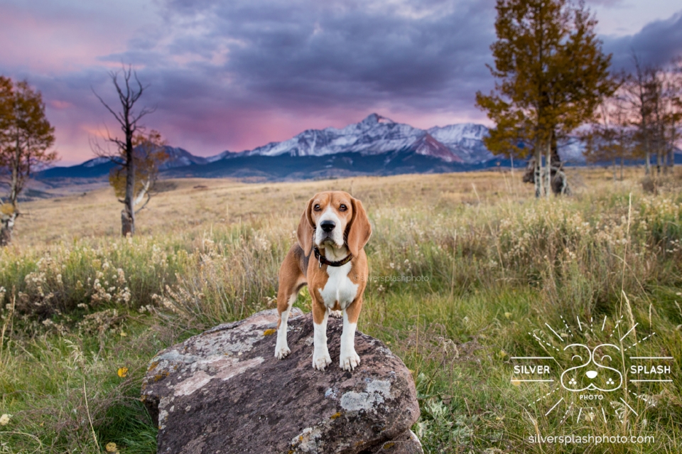 Yup, Sunsets!!! I believe this is Mount Wilson in the background. This may be my new favorite image of Cricket.