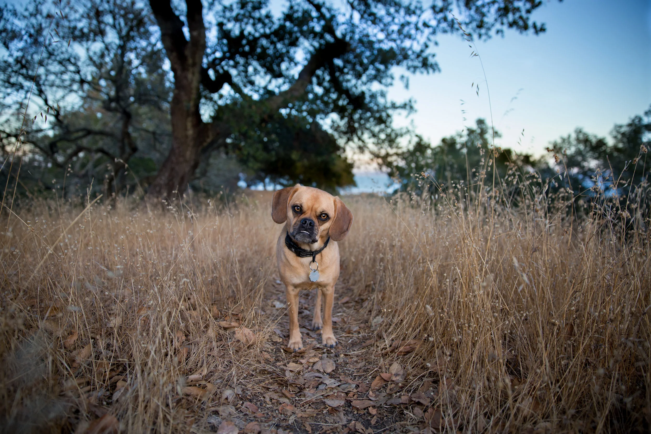 SilverSplashPhoto.com-puggle-Novato.jpg