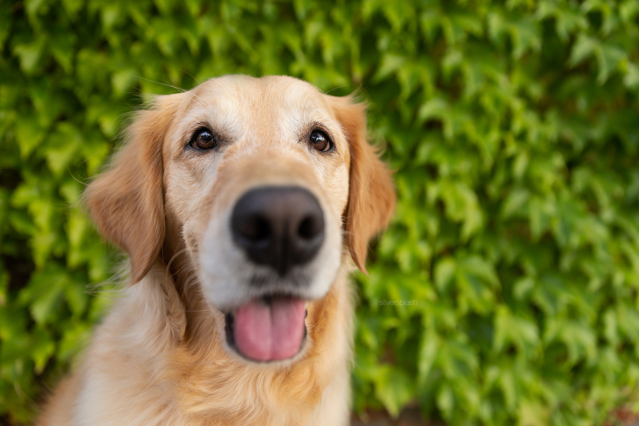 happy-golden-retriever-photographer.jpg