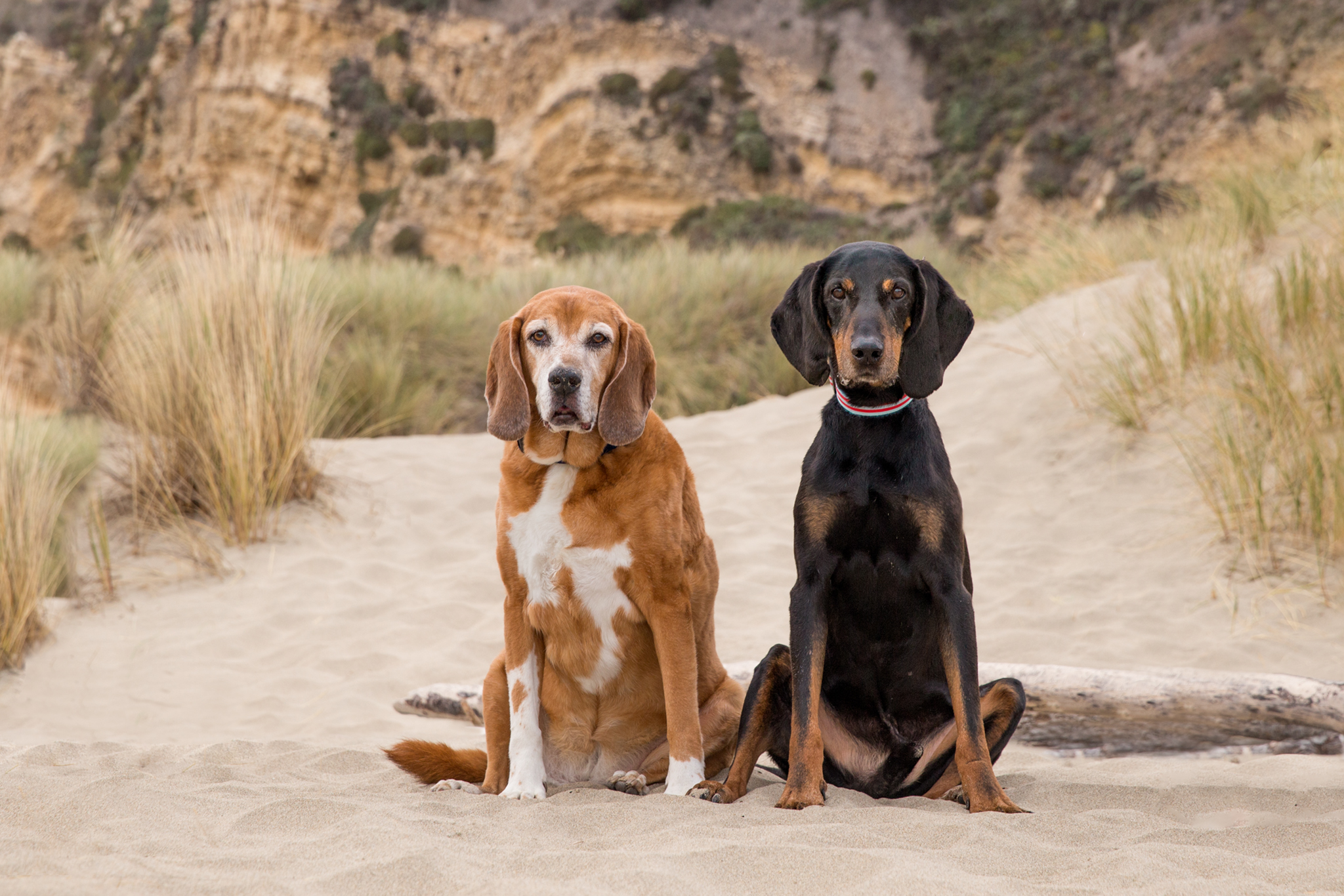 hound-dog-photographer.jpg