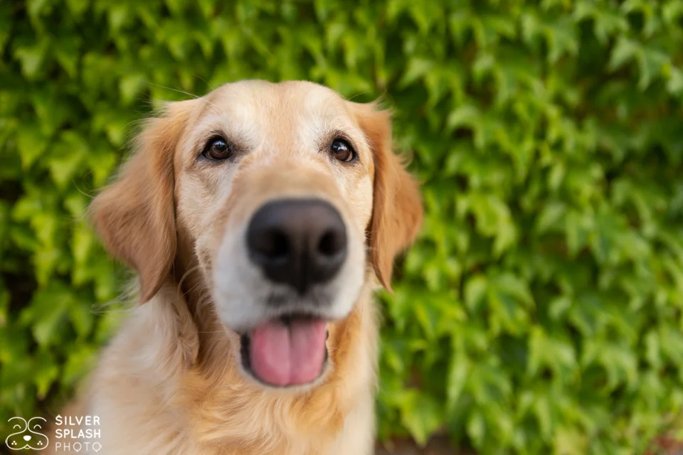 pet-photograpy-of-dogs.jpg