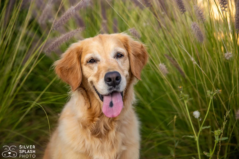 silver-splash-photo-dog-photgrapher-marin.jpg
