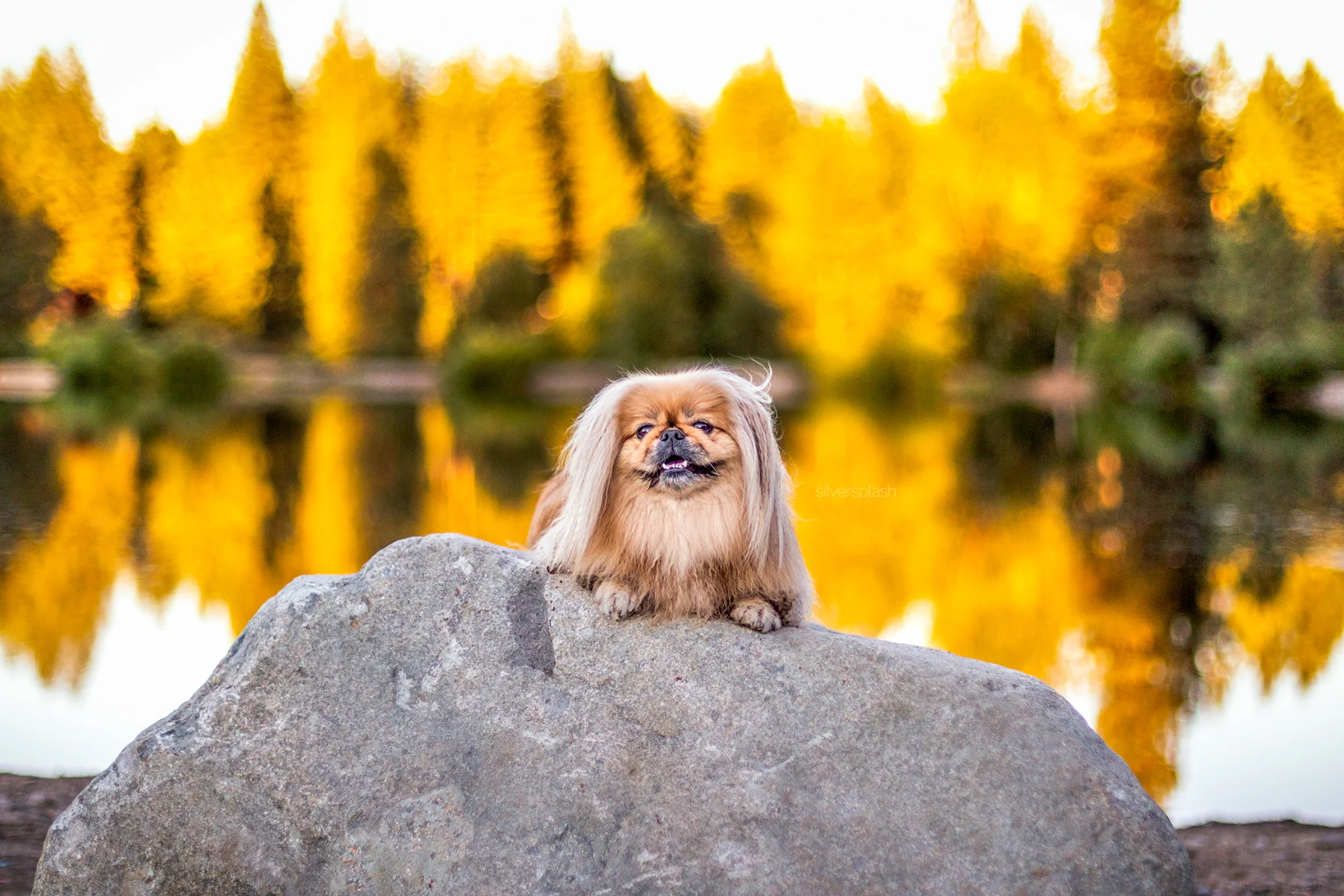 fall-colors-lake-dog-photographer.jpg