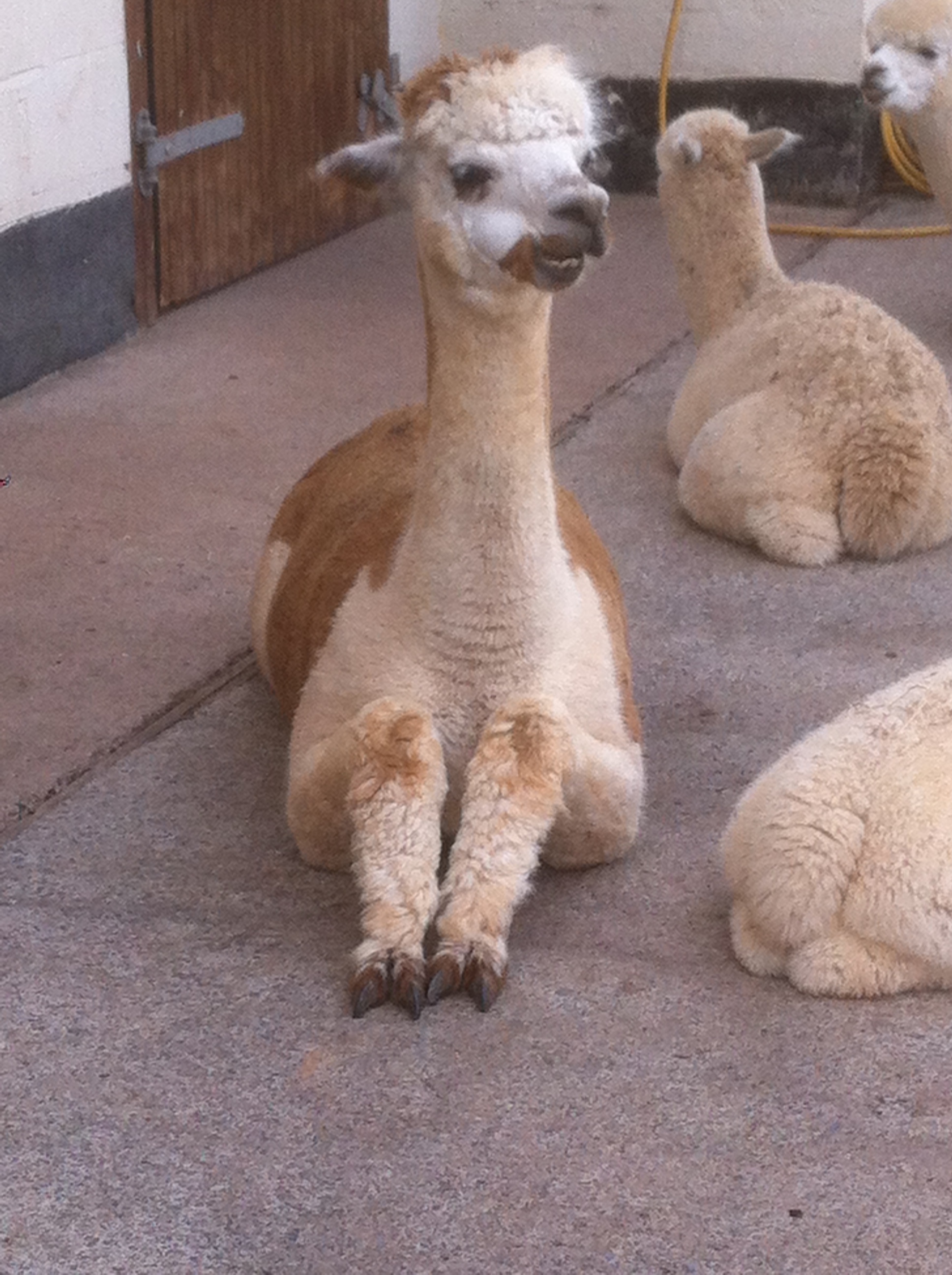 Lucie waiting for pedicure