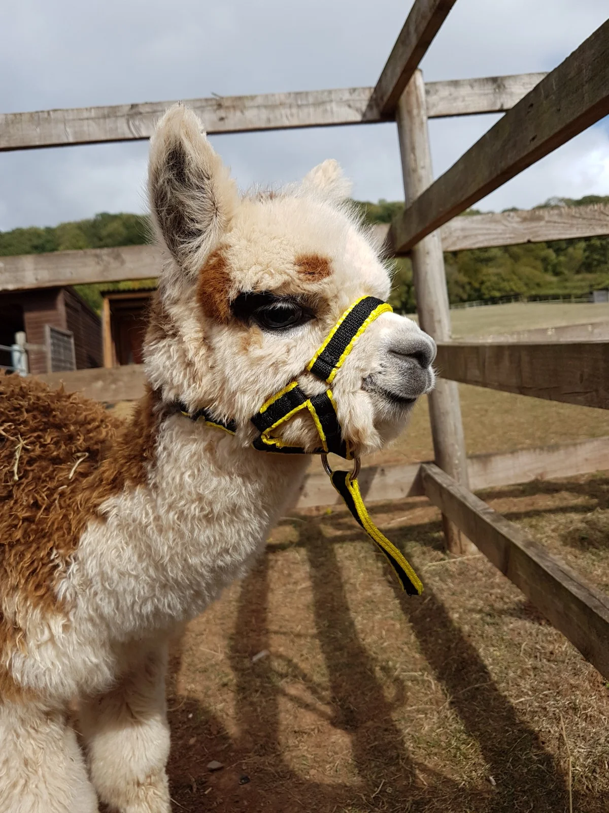 Freddie with his first halter
