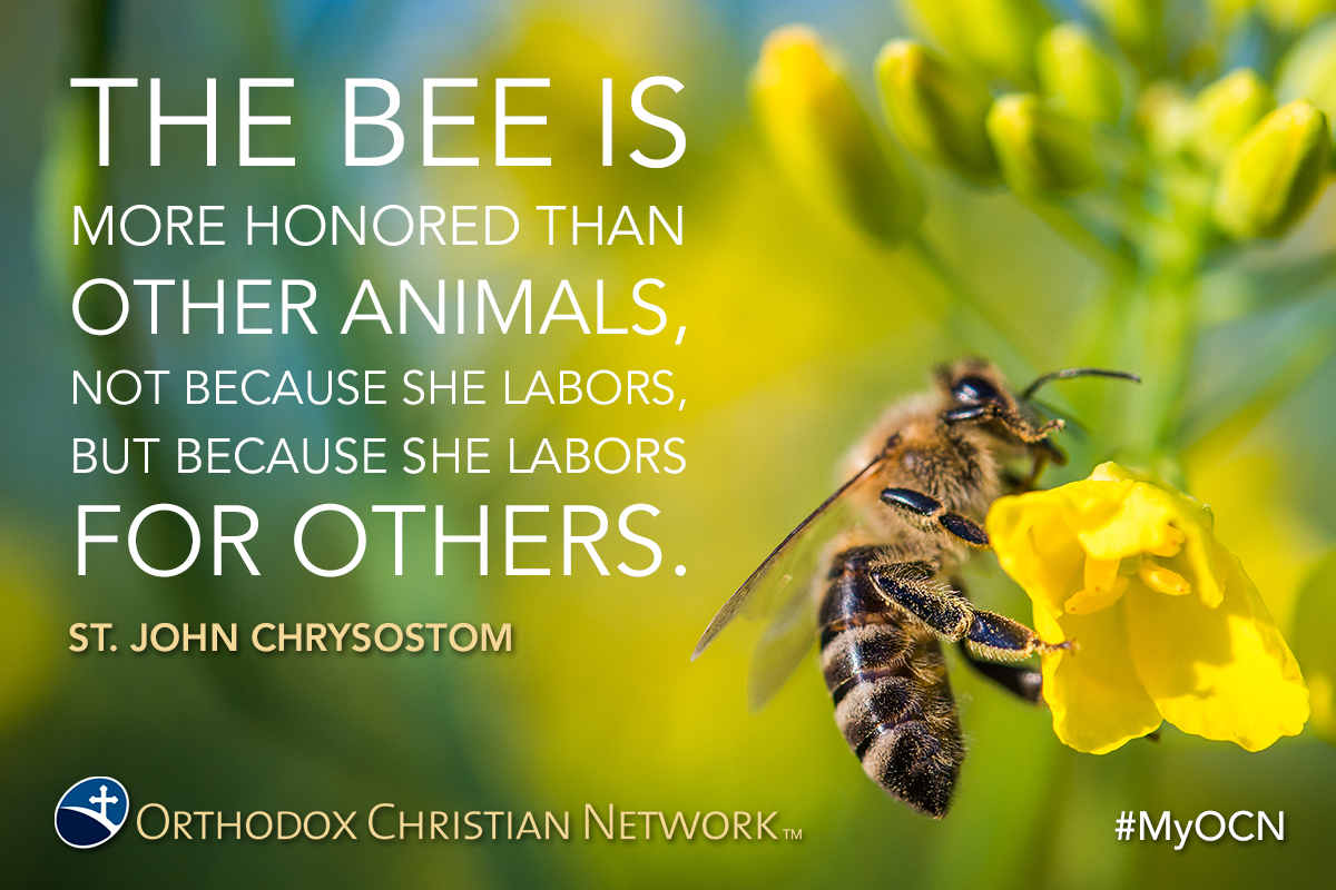 Bee (1).jpg