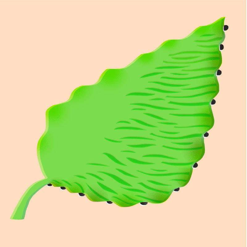 wavyleaf.jpg