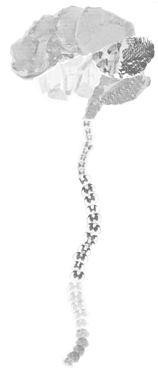 1. Brain and Spinal Cord - made with spinal cord sections and brain slices.png