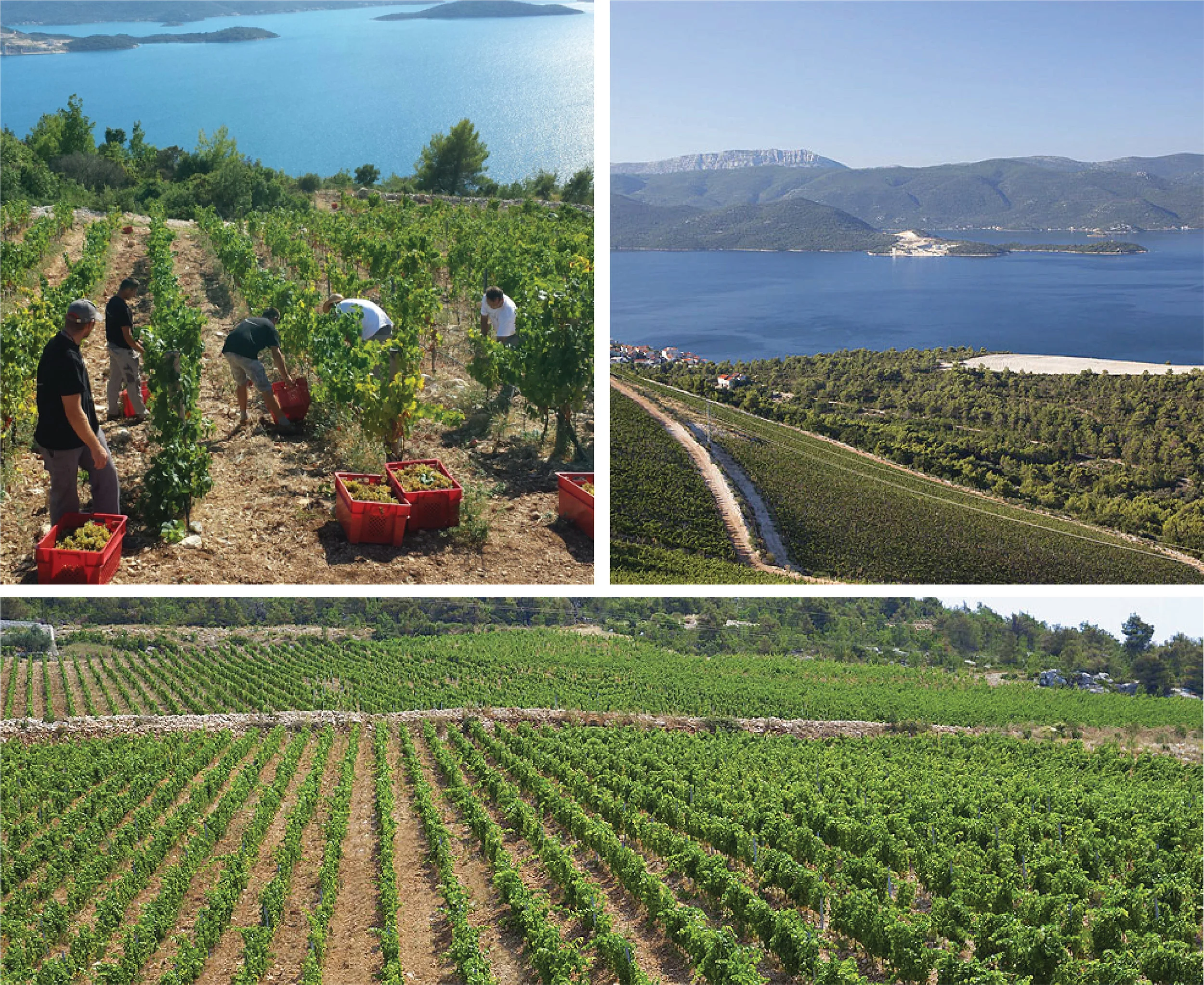 rizman_winery_collage.jpg