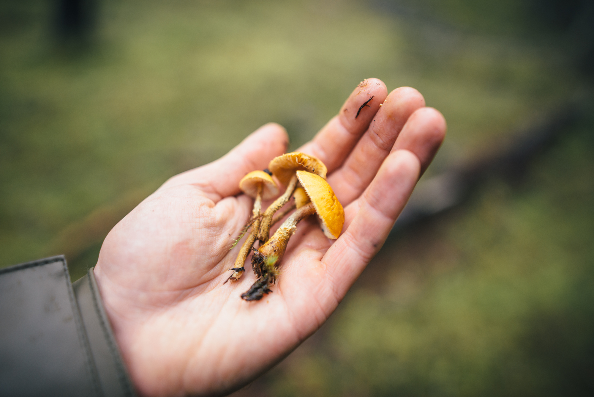 MetchosinMycoblitz_Nov2016-20.jpg