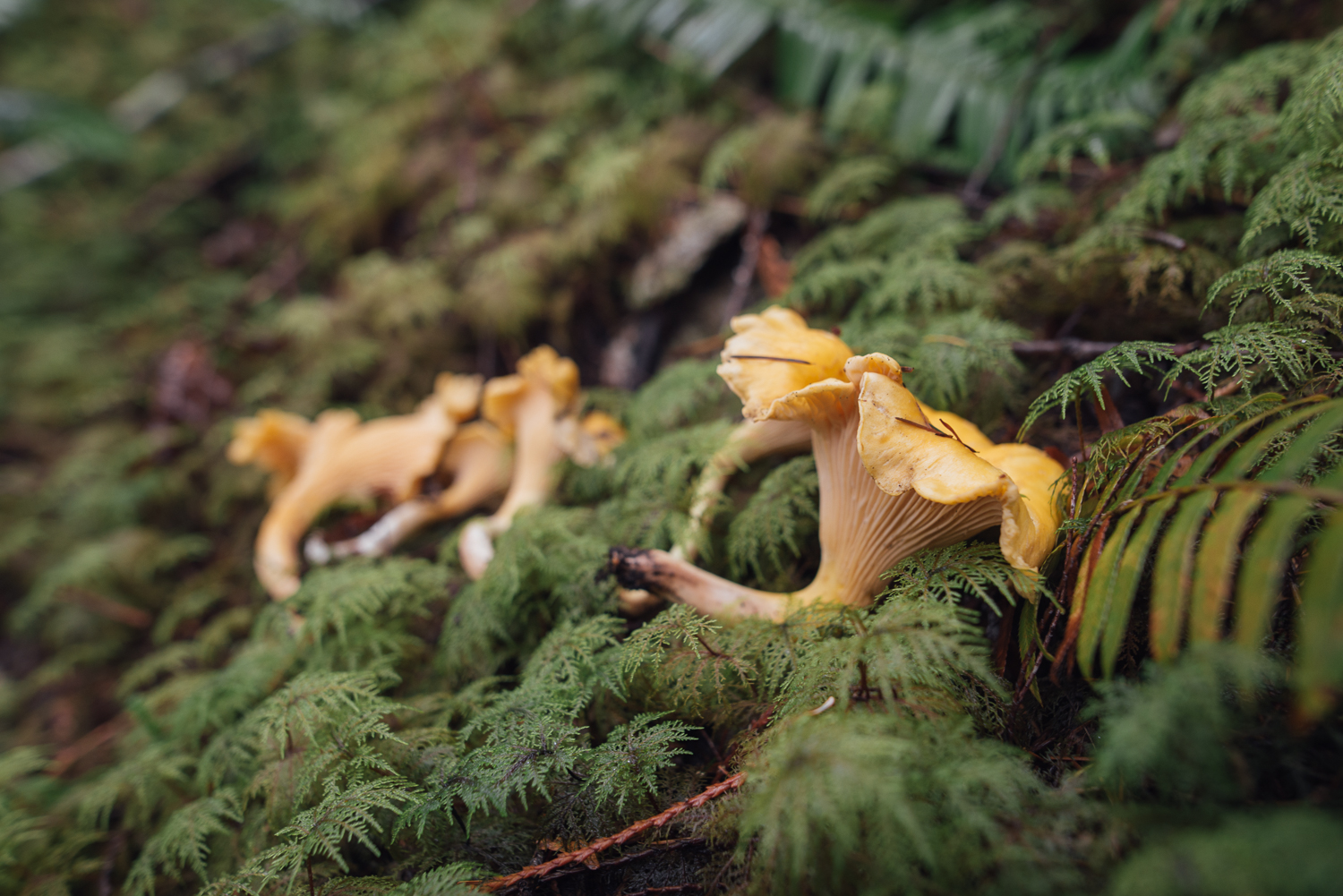Pacific Golden Chanterelle. Cantharellus formosus.