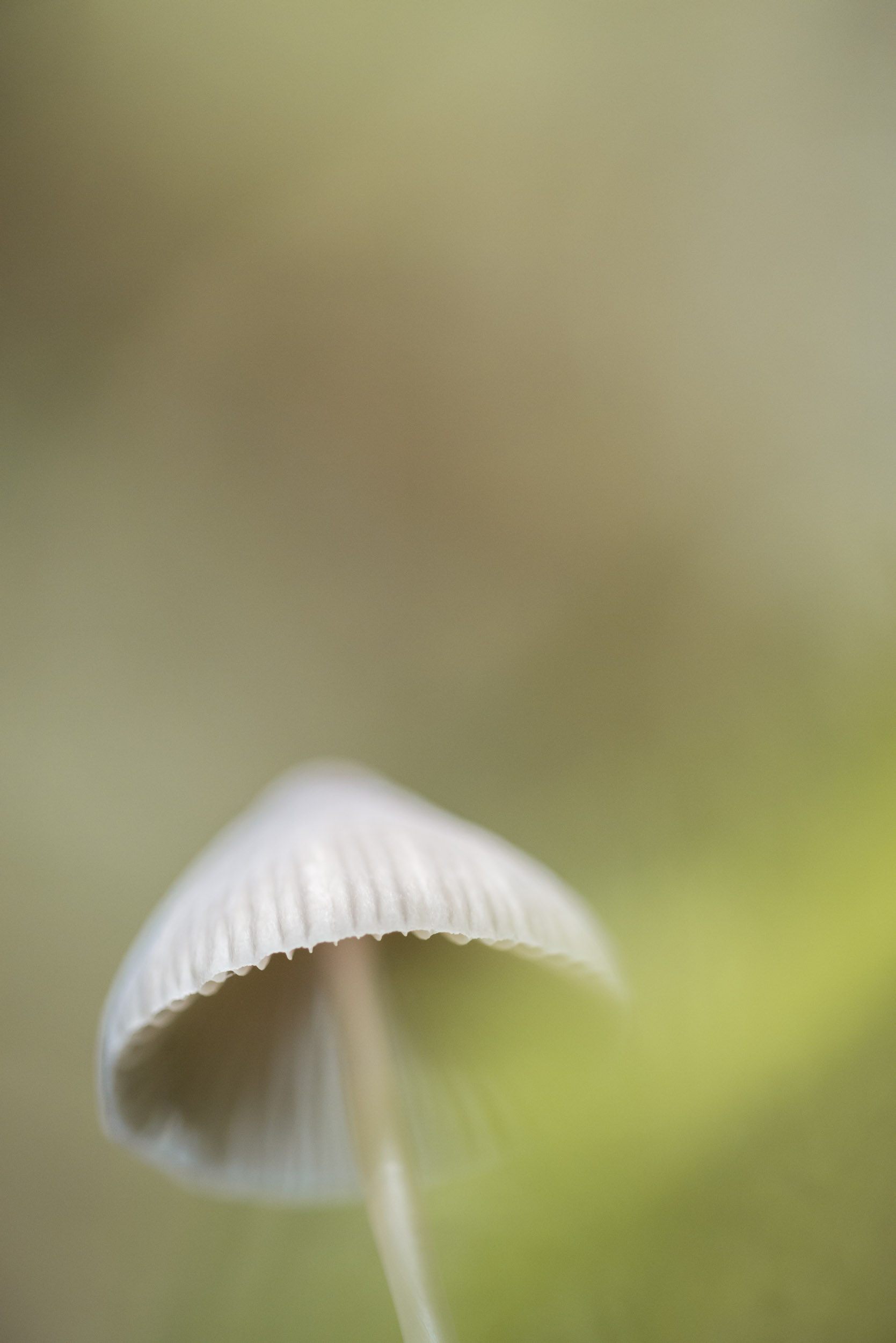 Fungi-5.jpg